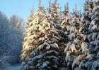 
                Перед новогодними праздниками в Приангарье усилят патрулирование лесов для пресечения незаконных рубок
                
            