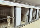 
                Мэрия Иркутска проверила условия содержания собак в питомнике &laquo;5 звезд&raquo;
                
            