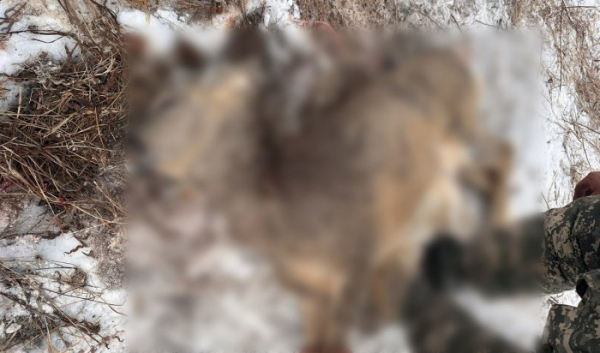 В Эхирит-Булагатском районе осудили охотника, застрелившего косуль В Эхирит-Булагатском районе осудили охотника, застрелившего косуль