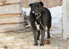 
                Приют для собак в Иркутске просит помощи у горожан
                
            