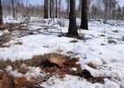 
                В Баяндаевском районе задержали мужчину, незаконно вырубившего лес на 300 тысяч рублей
                
            