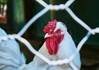 
                Диких и домашних птиц в Иркутской области проверят на птичий грипп
                
            