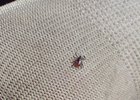 В Приангарье подтвердили первый за год случай подозрения на клещевой энцефалит
В Приангарье подтвердили первый за год случай подозрения на клещевой энцефалит