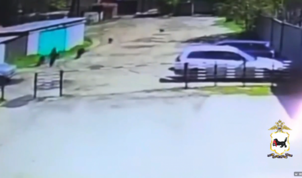 В&nbsp;Черемховском районе стая собак набросилась на&nbsp;ребенка (Видео)                            