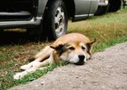 Жара до +31 градуса ожидается в Приангарье 3 августа
Жара до +31 градуса ожидается в Приангарье 3 августа