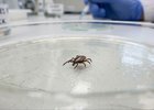 20,5 тысячи жителей Иркутской области пострадали от укусов клещей с начала сезона
20,5 тысячи жителей Иркутской области пострадали от укусов клещей с начала сезона