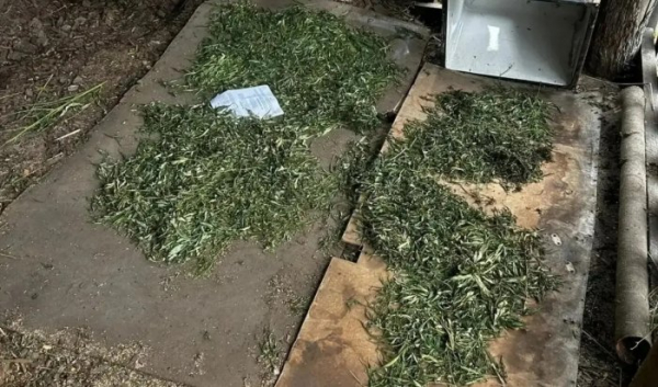 В Зиме полицейские обнаружили наркооранжерею В Зиме полицейские обнаружили наркооранжерею