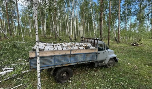 В Куйтунском районе пойман нарушитель, незаконно рубивший березы                            