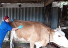 
                В Тайшете ветеринары спасли укушенную гадюкой корову
                
            