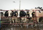 
                В Иркутском округе ввели карантин из-за узелкового дерматита у скота
                
            