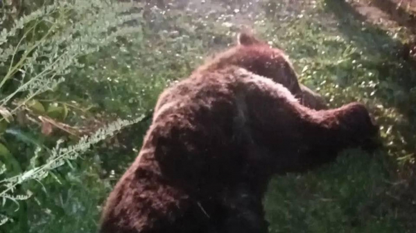 В Ангарске ликвидировали медведя, зашедшего в детский сад
