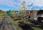 
                18 лип и амурский бархат высадили в иркутском парке &laquo;Полесье&raquo;
                
            